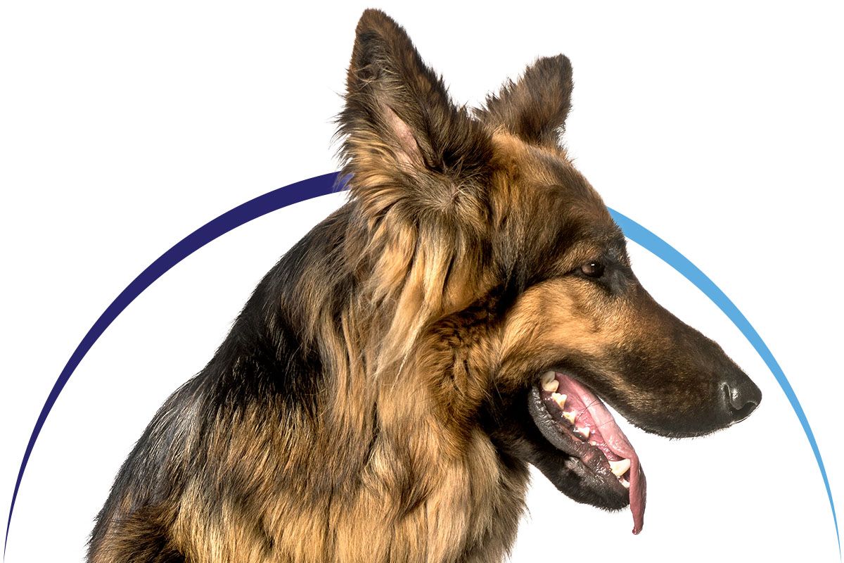 old german shepherd dog